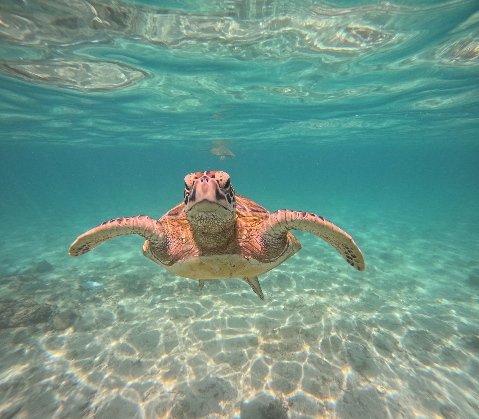 Turtle Snorkelling in Mirissa