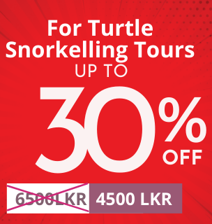 Turtle Snorkelling Offers in Mirissa