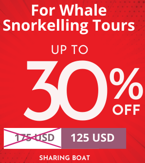 Whale Snorkelling Discount in Mirissa